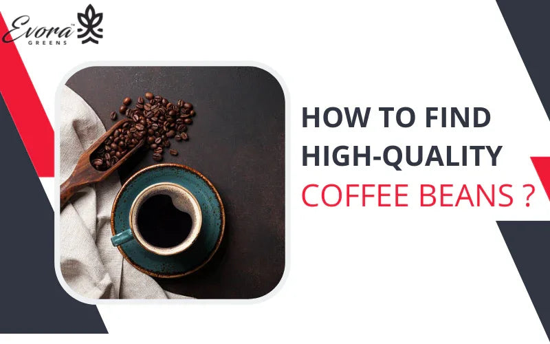 How to find high-quality coffee beans? - Evora Greens